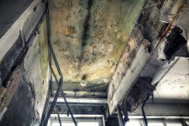 Best Emergency Mold Remediation in USA